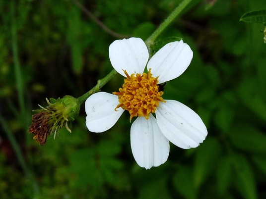 {Bidens alba}